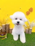 까망코살롱