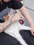 고양이미용실 방울선생