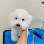 멍페스타