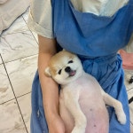 멍페스타