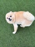 꿀독