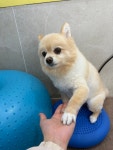 꿀독