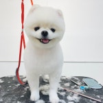 멍페스타
