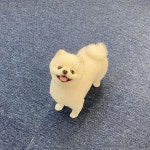 멍페스타