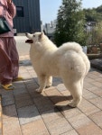사랑할개