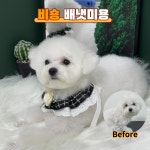 다시오개