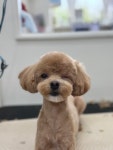 동글개
