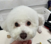 두유네애견미용실
