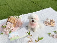 베이비댕 애견호텔