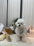 젤리펫살롱with아로마