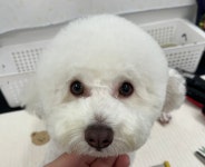 두유네애견미용실