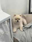 디어댕