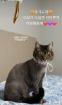 훤칠한고양이
