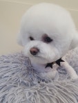 바버펫 나주빛가람점