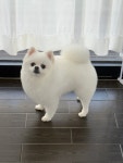 디어댕