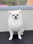 리틀포우