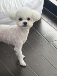 디어댕