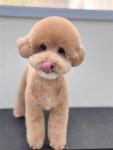 리틀포우