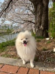 솜솜 애견미용