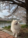 솜솜 애견미용