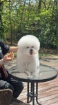강아지마을
