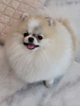대구강아지분양 퍼피얌