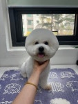 퍼피캣 애견미용 애견호텔 인천루원시티점