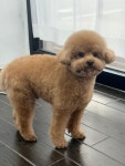 디어댕