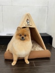 디어댕