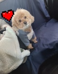 7942펫택시