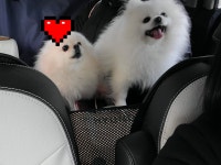7942펫택시