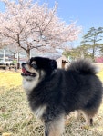 인누온 강아지유치원 놀이방 호텔 미용