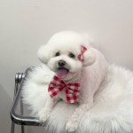 7942펫택시