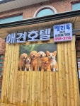 벨리독 애견유치원 애견호텔 애견카페