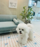 꾸미숑