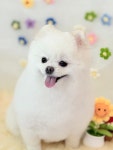 뮤즈펫살롱