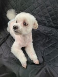 7942펫택시