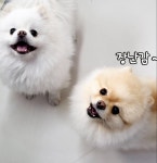 몽몽
