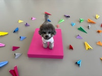 난다몽 일산애견유치원&호텔