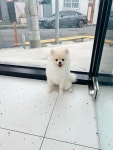 퍼피숑