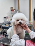 퀸애견미용학원