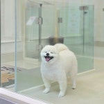 쌍문 행복한애견미용실