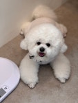 몽무아