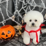 댕블랑 애견미용 & 애견호텔