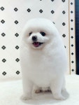 왕왕펫살롱