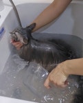 뜰안에냥