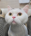 뜰안에냥