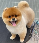 스타도그