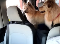7942펫택시