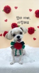 복실이네 애견미용실